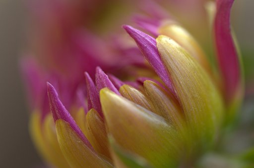 Free Dahlia Flower photo and picture