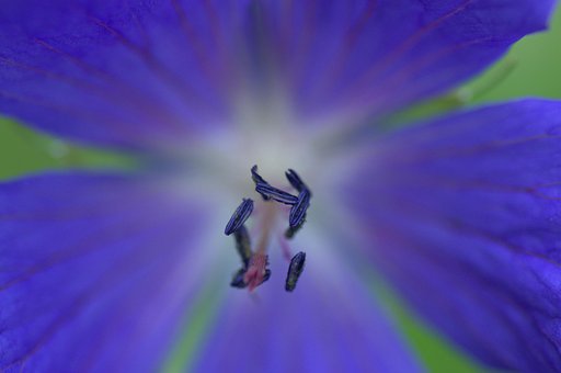 Free Pistil Nature photo and picture