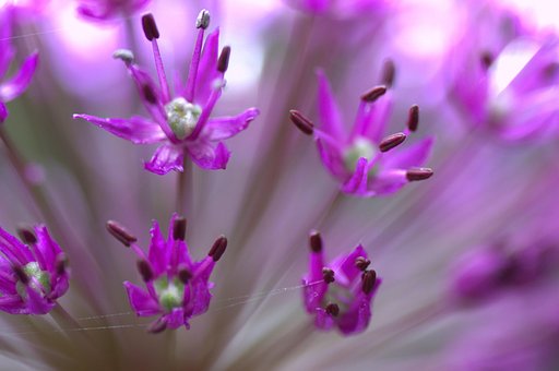 Free Flowers Purple photo and picture