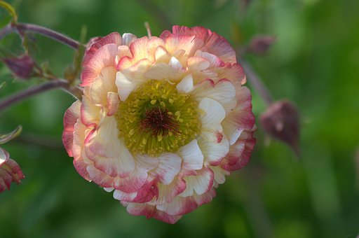 Free Geranium Flower photo and picture