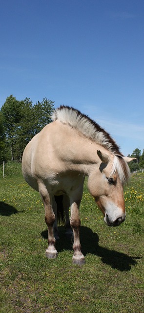 10,000+ Free Norwegian Fjord Horse & Nature Images - Pixabay