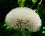 negligee, dandelion seeds, levirágzott