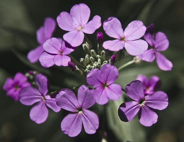 Free Honesty Flower photo and picture