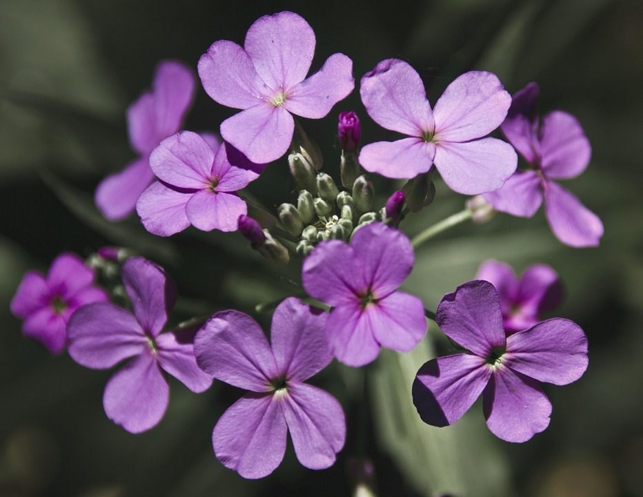 Honesty Flower Purple Free photo on Pixabay Pixabay
