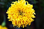 yellow, flower, nature