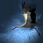 stork, bird, white