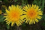 dandelions, flower, yellow