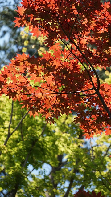 Free Autumn Leaves Tree photo and picture