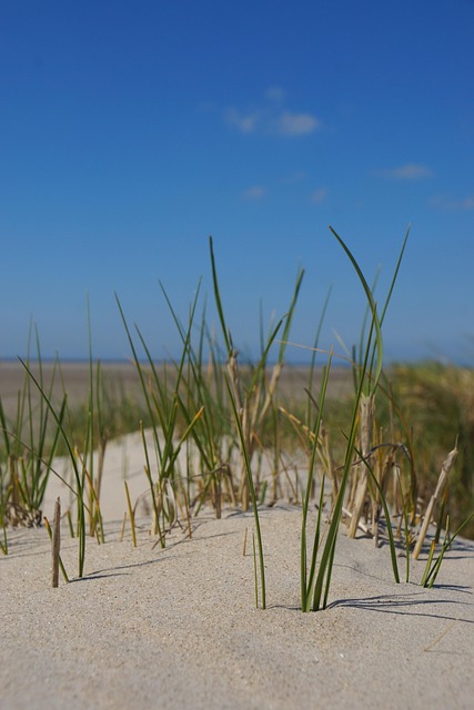 Free North Sea Dune Grass photo and picture