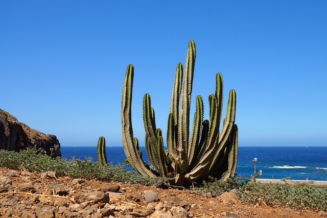 Tenerife, cactus, nature and cactus plant — photo by rhae
