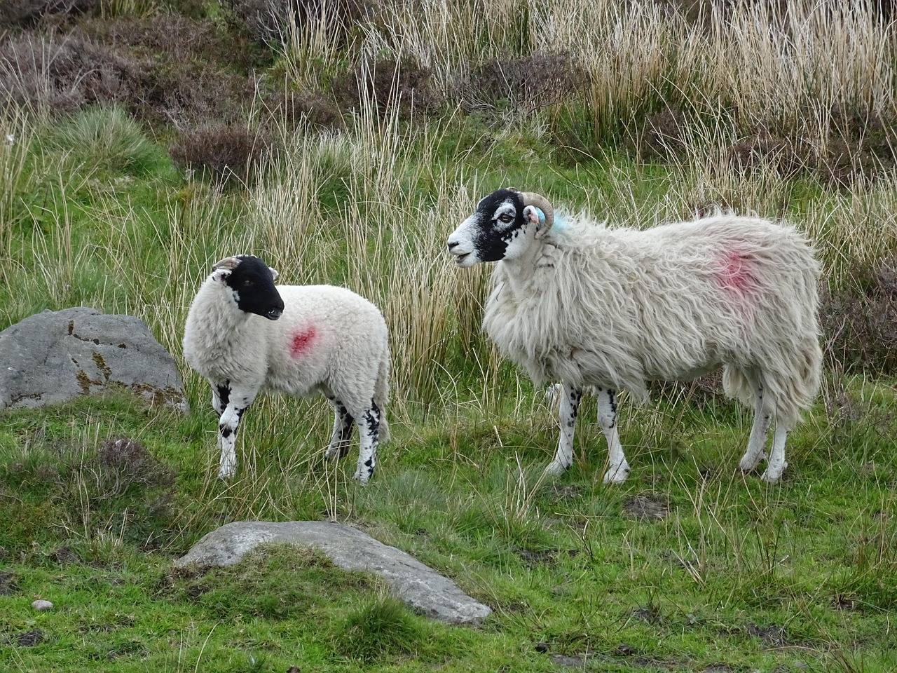 Lamb Sheep Ewe · Free photo on Pixabay