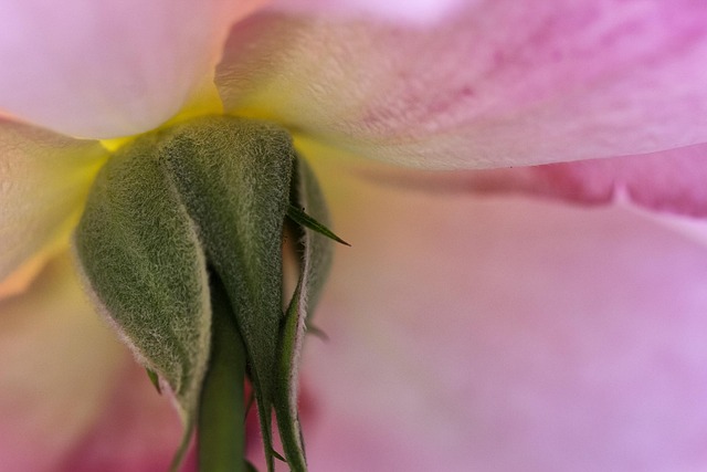 Blomst, Natur, Blomst Tapet, Have
