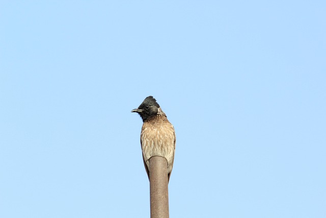Free Bird Alone photo and picture