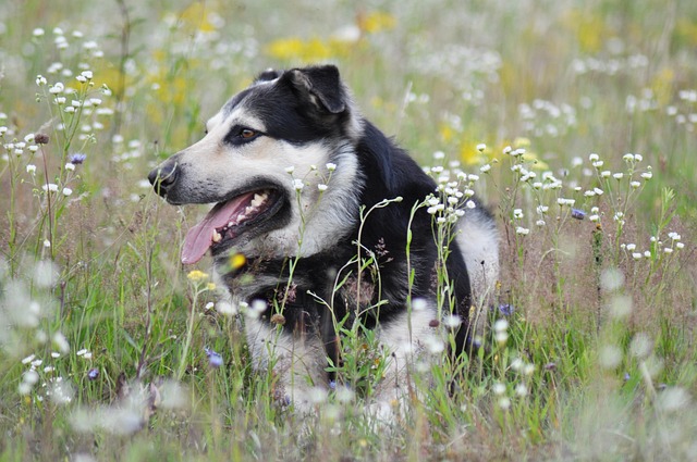 Câine, Animal, Cainele, Cățeluș
