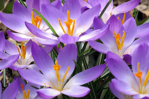 Açafrão, Flores, Roxo, Açafrões, Laranja