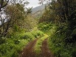 lane, away, landscape