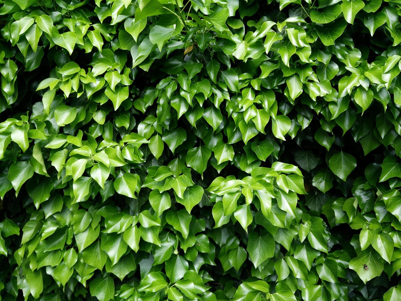 Efeu Bltter Grn - Kostenloses Foto auf Pixabay