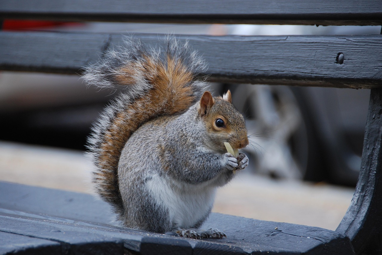 Squirrel Pasta Macaroni To Free photo on Pixabay Pixabay