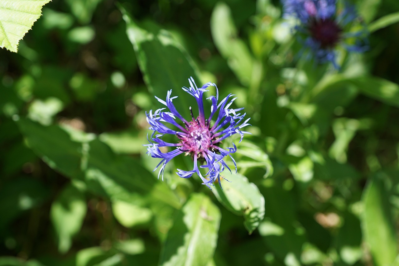 Cornflower Blue Flourished Free photo on Pixabay Pixabay