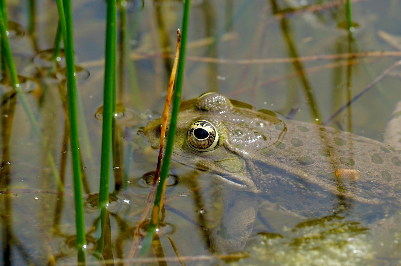 Nature - free online jigsaw puzzle photo