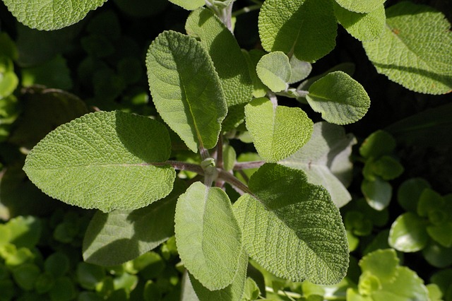 Sabio Planta Aromática - Foto gratis en Pixabay