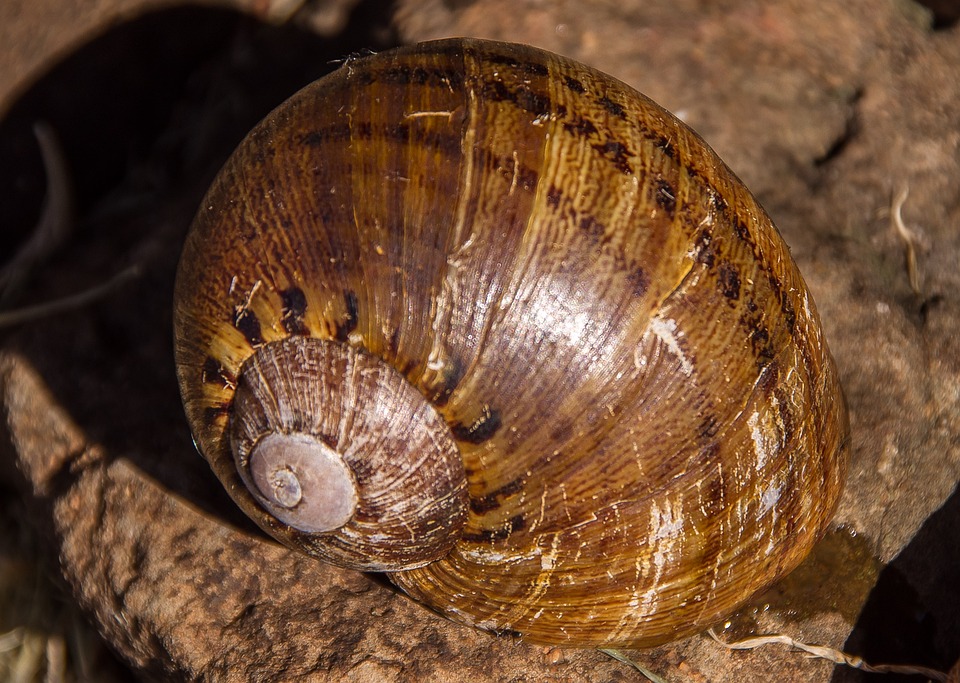 Giant Panda Snail Hedleyella - Free photo on Pixabay - Pixabay