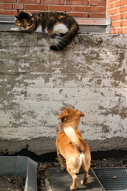 Free Dog Cat photo and picture