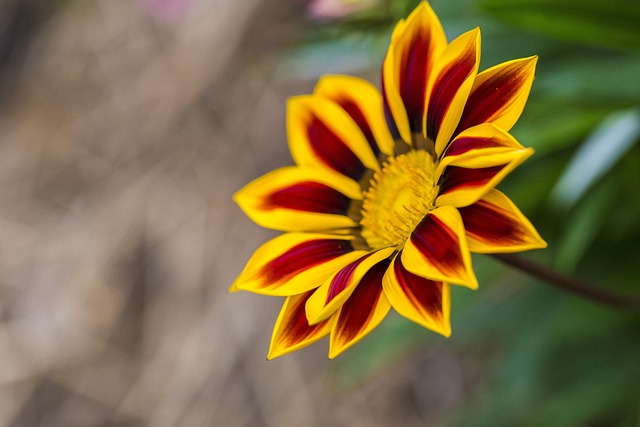 Blume, Nahaufnahme, Natur, Feder