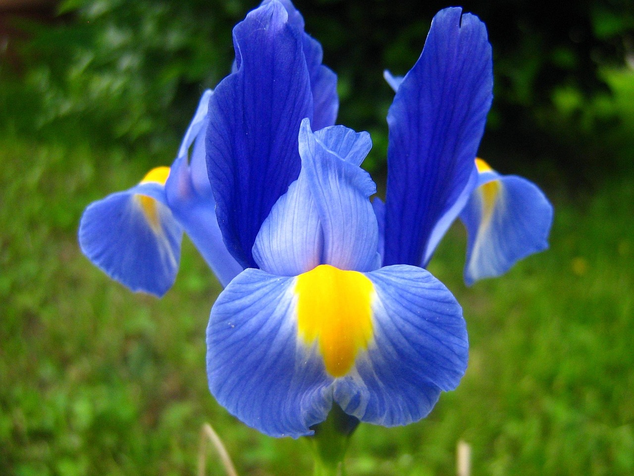 400 000 Free Iris Flower Iris Images Pixabay
