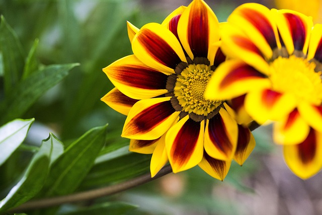 Blume, Nahaufnahme, Blumentapete, Natur