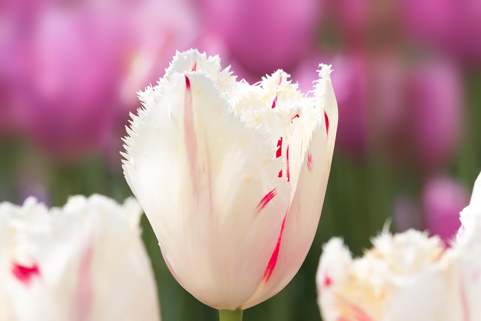 Tulips Lily Nature Free photo on Pixabay