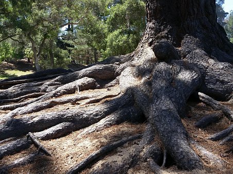 Free Roots Tree photo and picture