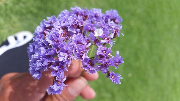 Free Flower Purple photo and picture