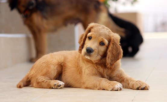 dog sitt