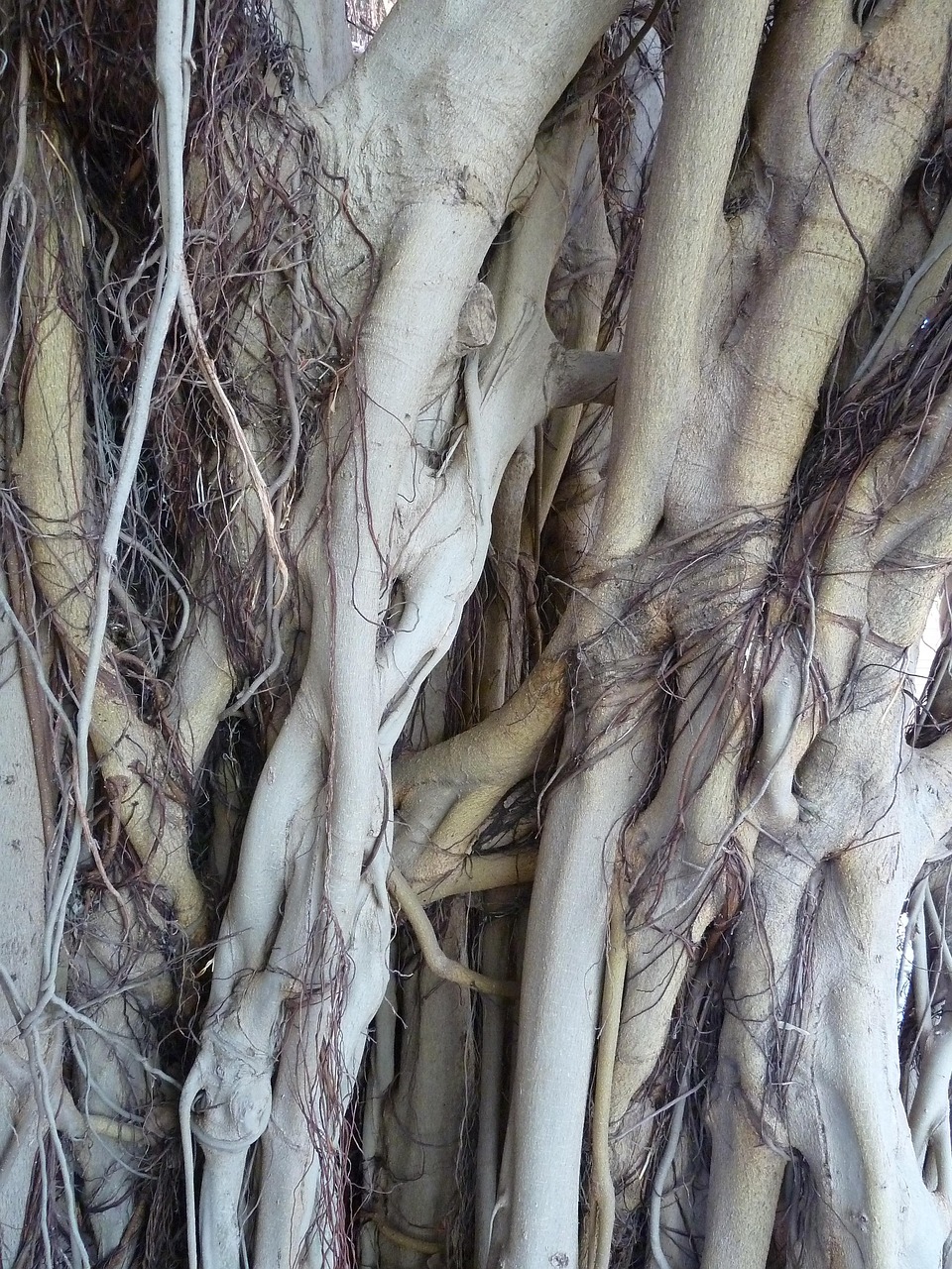 Tree Root Ficus · Free photo on Pixabay