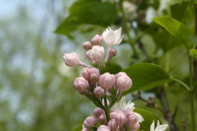 Free Lilac Pink photo and picture