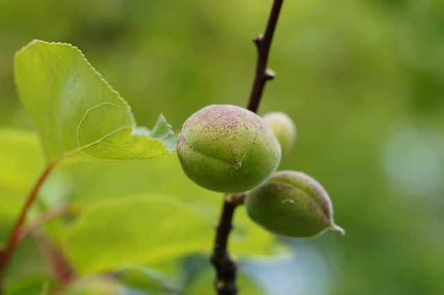 Free Fruit Set Fruit photo and picture