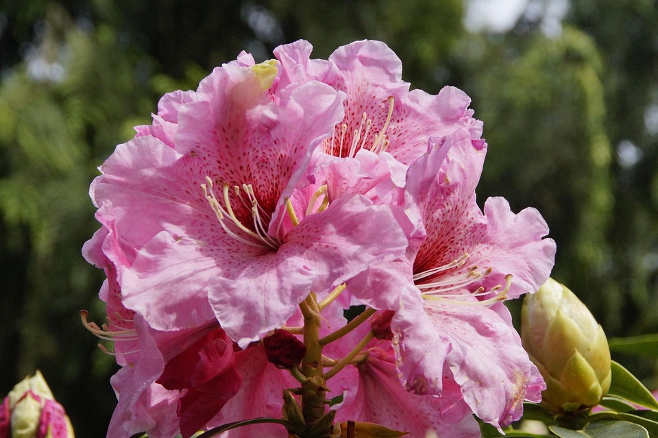 Rhododendron Pink Blooming - Free photo on Pixabay