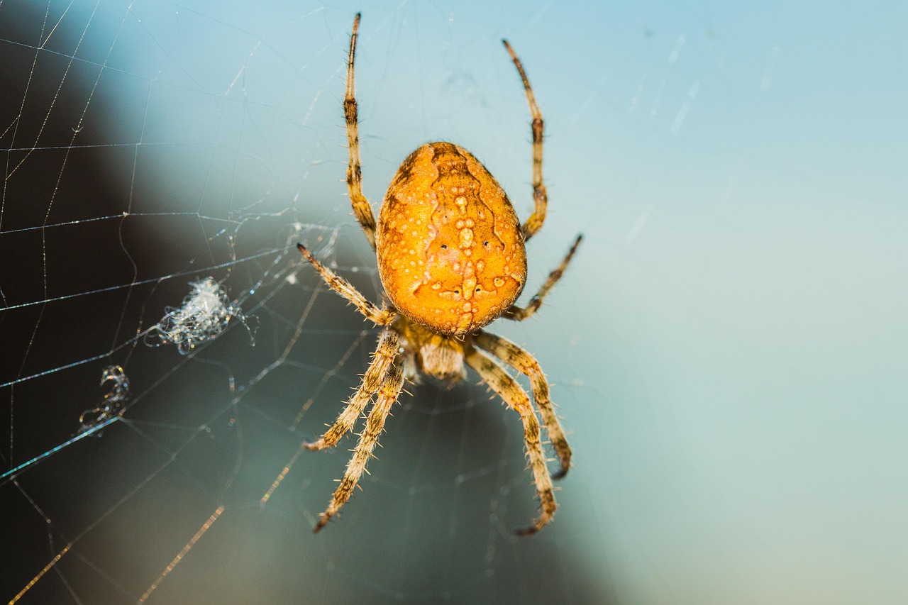 Araña Insecto Arácnido - Foto gratis en Pixabay - Pixabay