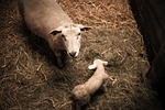 sheepfold, sheep, lamb