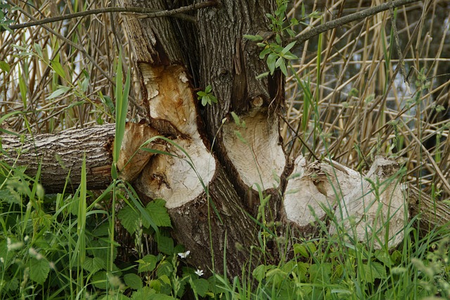 Free Beaver Tree Trunks photo and picture