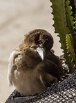 pied butcherbird, butcherbird, young