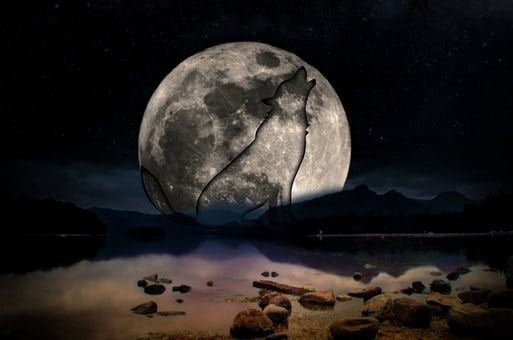Lobo, Noche, Luna