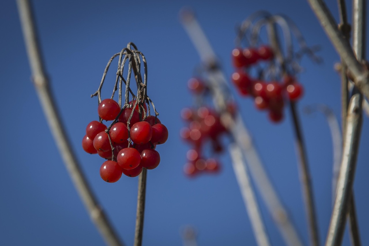 berry-786990_1280.jpg
