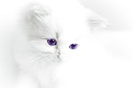 cat baby, cat, white