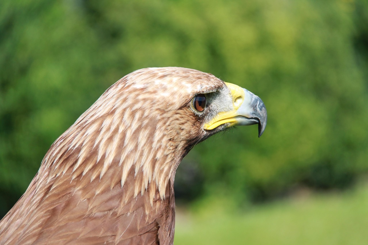 Sas Raptor Ragadozó Madarak - Ingyenes fotó a Pixabay-en - Pixabay