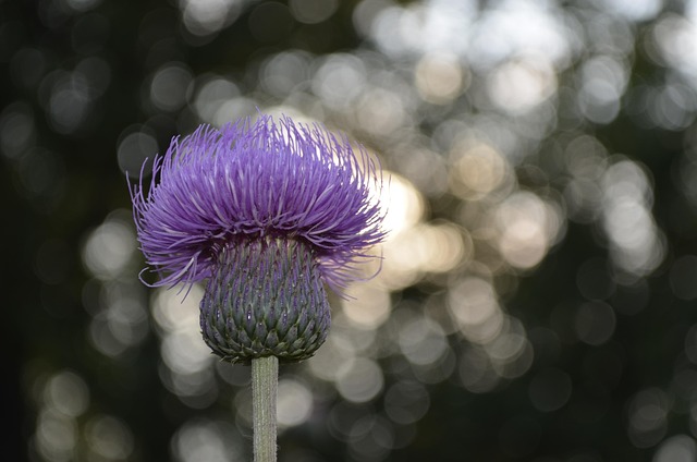 Free Flower Background photo and picture