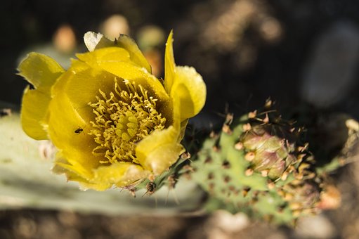 Free Cactus Prickly Pear Cactus photo and picture