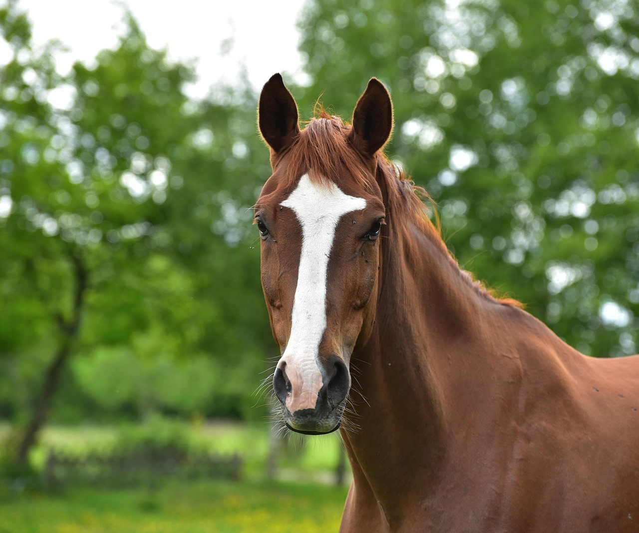 Horse Brown Pasture Free photo on Pixabay Pixabay