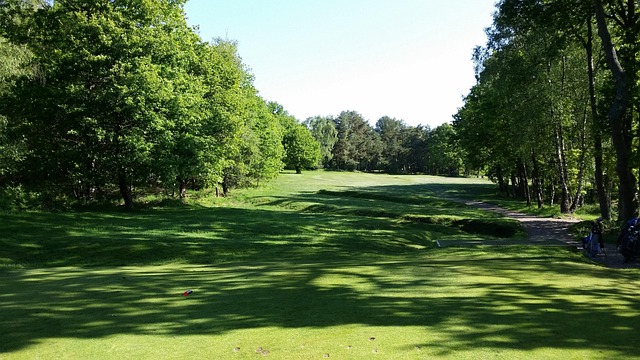 Golf, Campo De Golf, Verde, Hierba